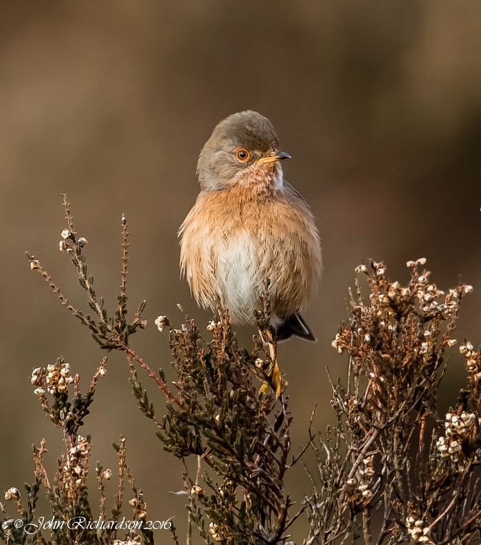 Dartford Warbler