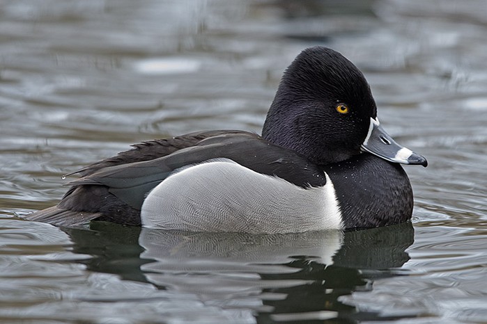 Ring-necked Duck
