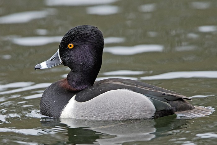 Ring-necked Duck