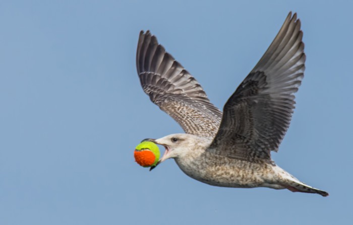 Herring Gull