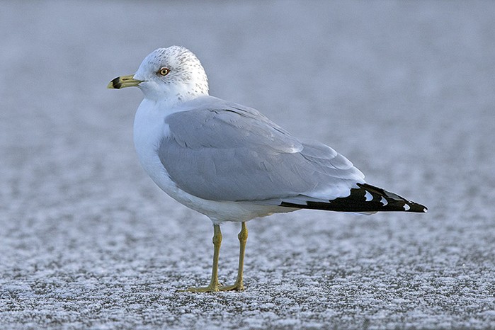 Ring-billed Gull