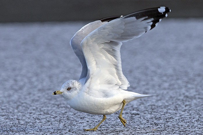 Ring-billed Gull