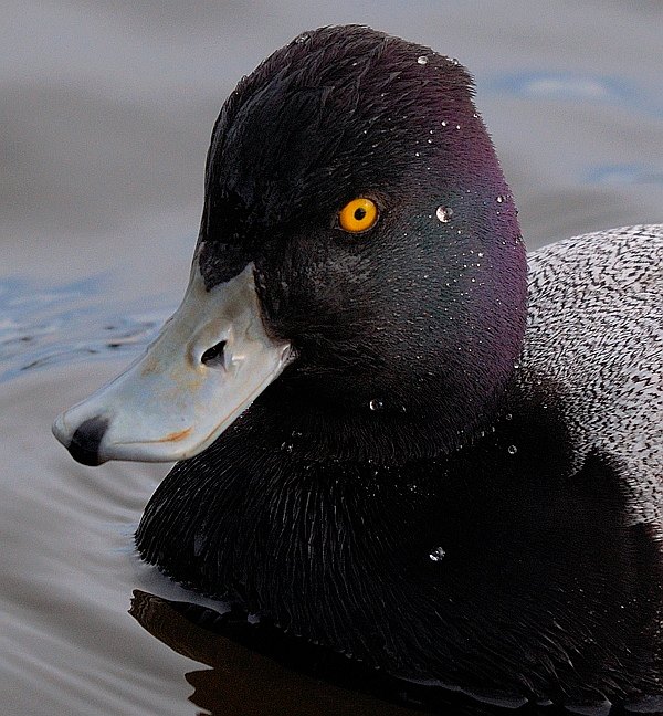 Lesser Scaup