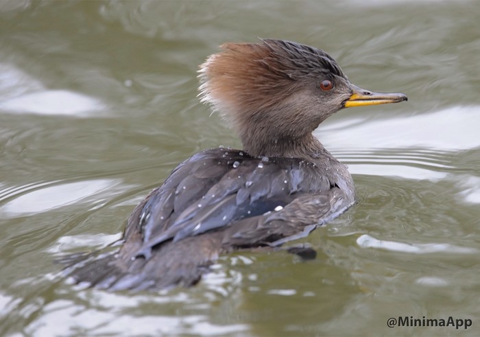 Hooded Merganser