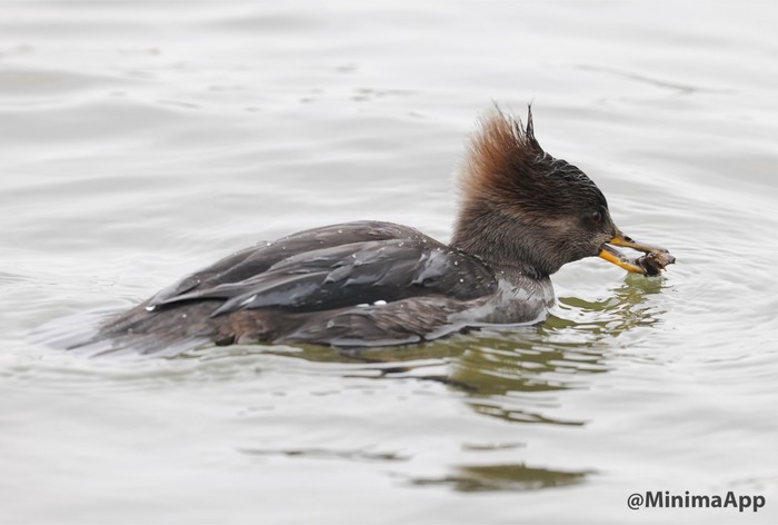 Hooded Merganser