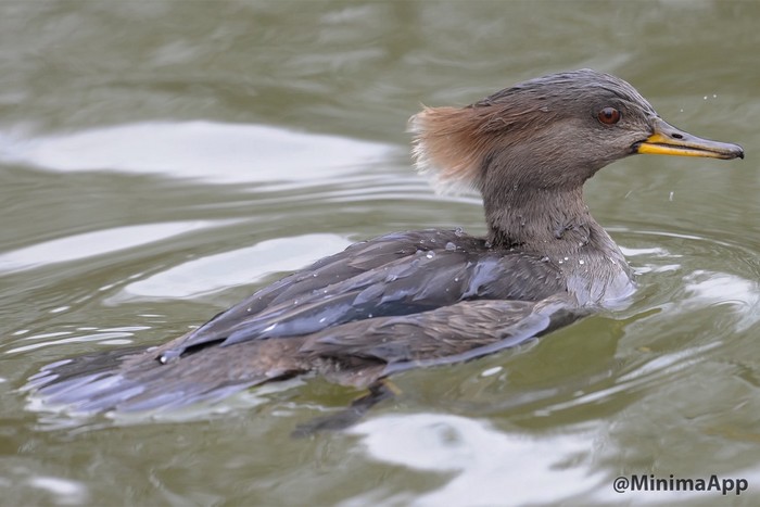 Hooded Merganser