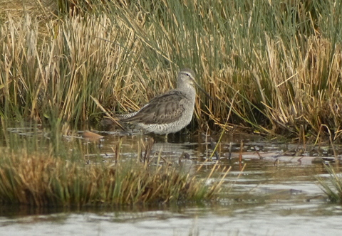 Long-billed Dowitcher