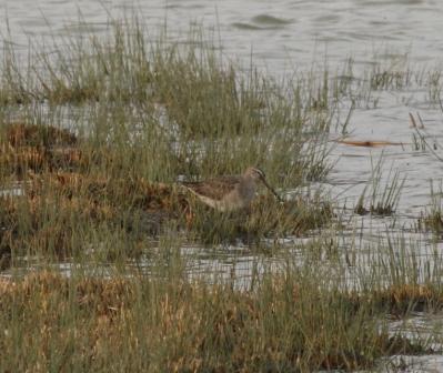 Long-billed Dowitcher