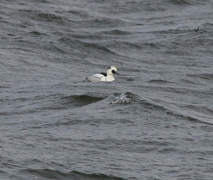 Smew