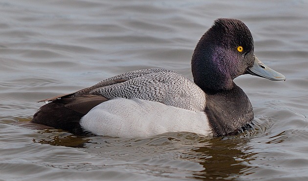 Lesser Scaup