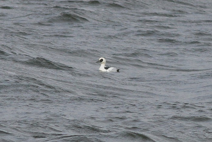 Smew