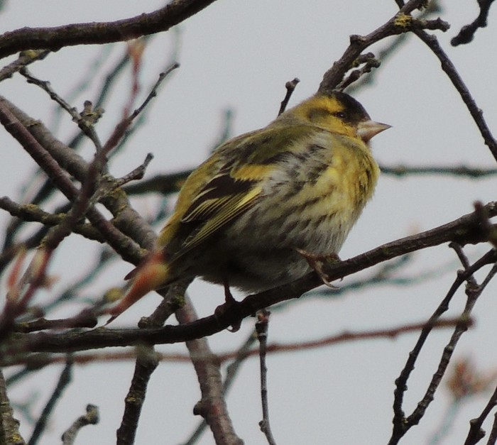 Siskin