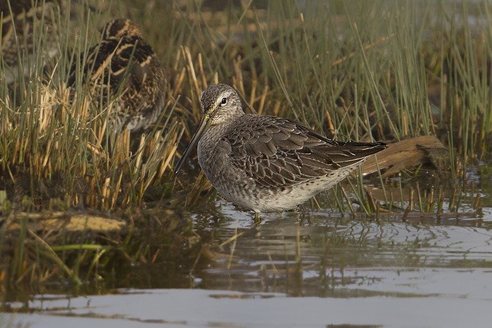 Long-billed Dowitcher