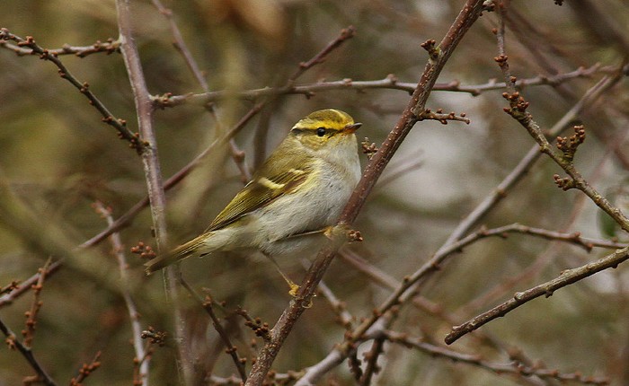 Pallas's Warbler