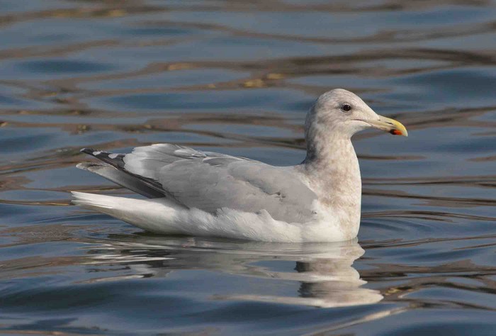 Glaucous-winged Gull