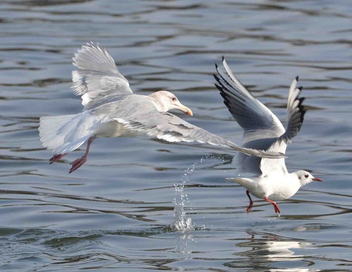Glaucous-winged Gull