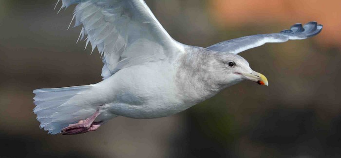 Glaucous-winged Gull