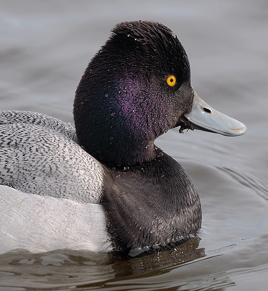 Lesser Scaup