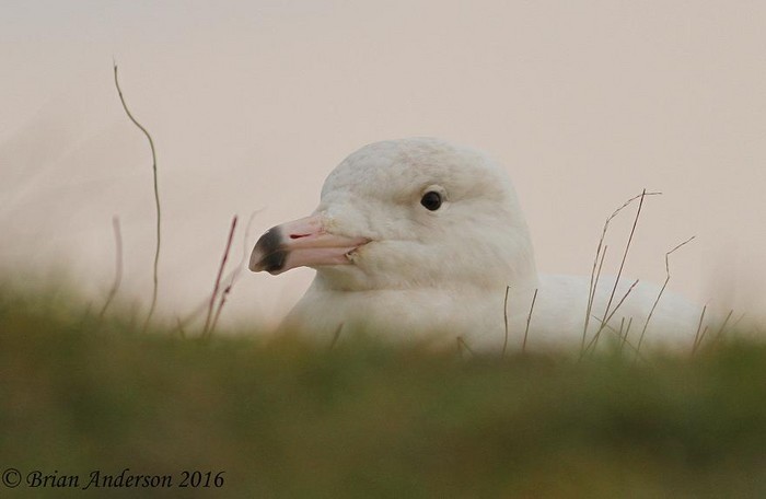 Glaucous Gull
