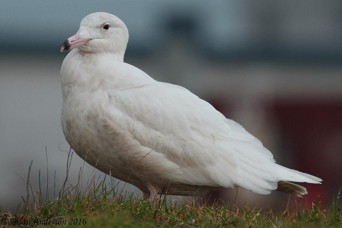 Glaucous Gull