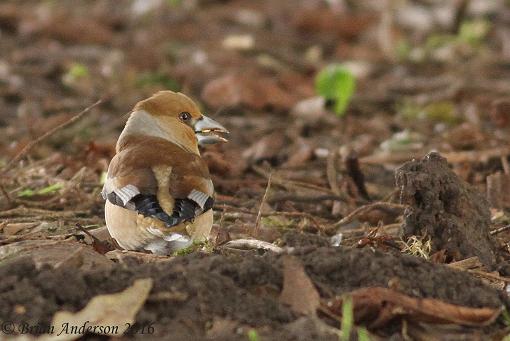 Hawfinch