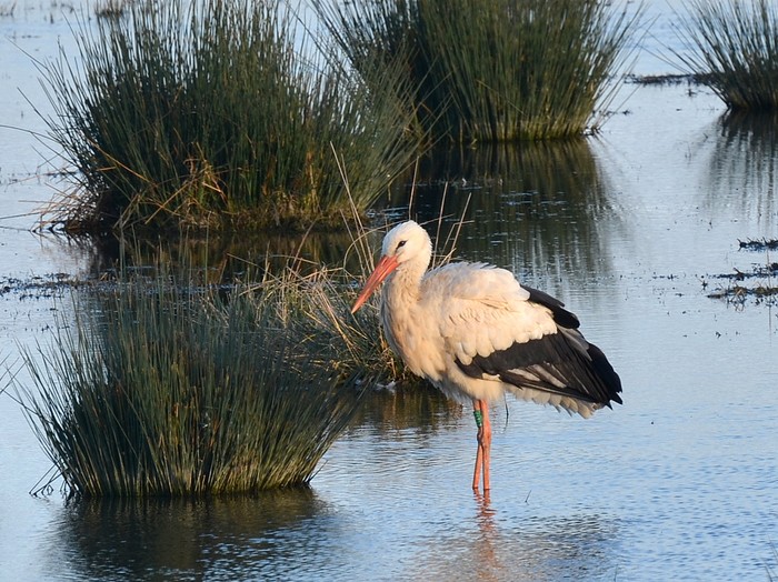 White Stork