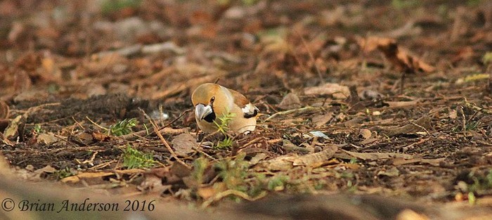 Hawfinch