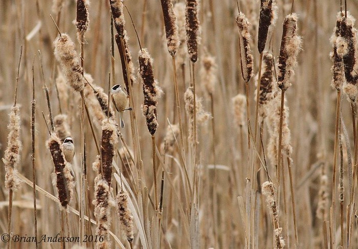 Penduline Tit