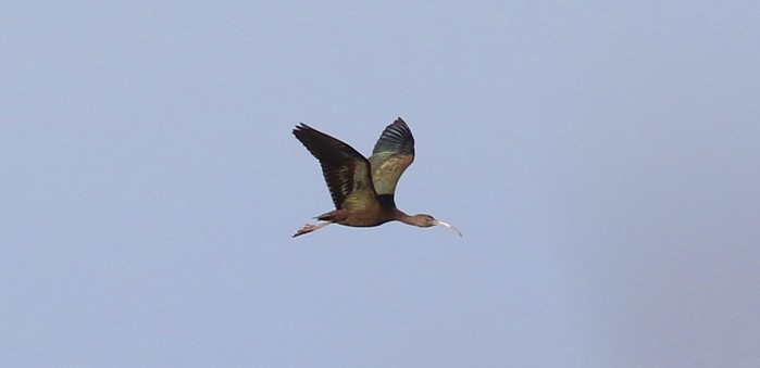 Glossy Ibis
