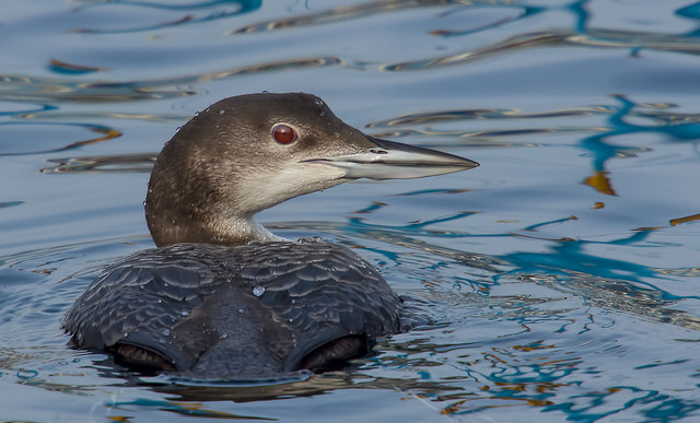 Great Northern Diver