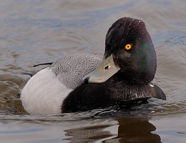 Lesser Scaup