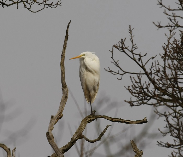 Great White Egret