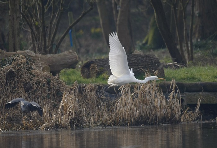 Great White Egret