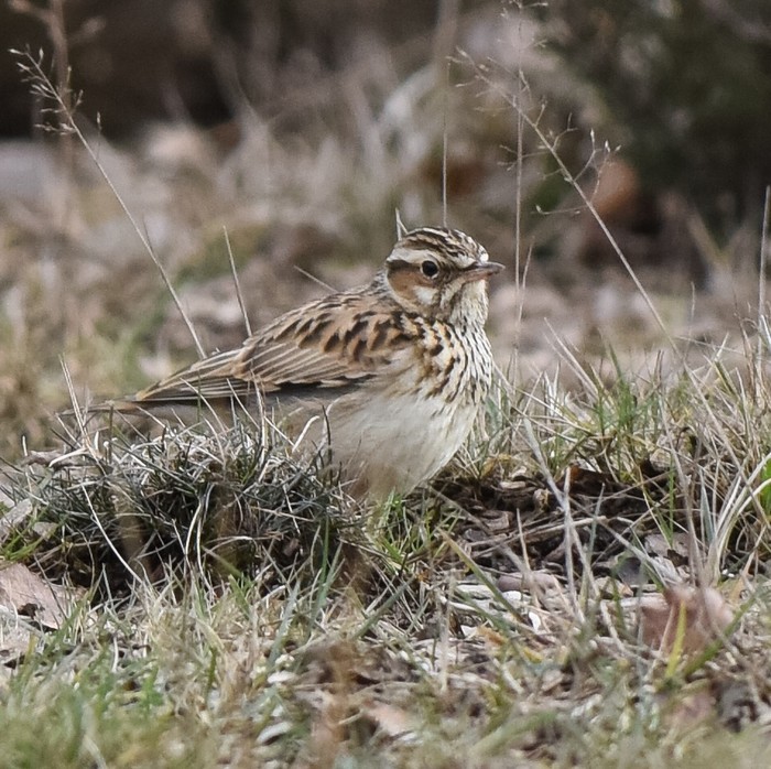 Woodlark