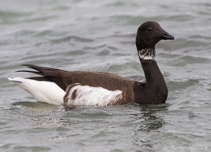 Black Brant