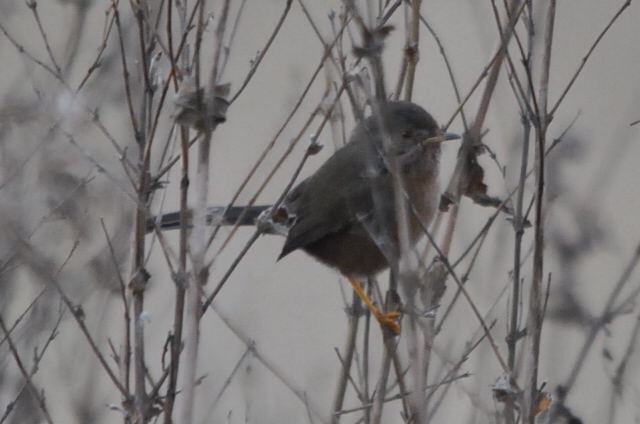 Dartford Warbler