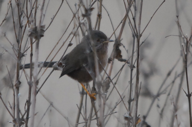 Dartford Warbler