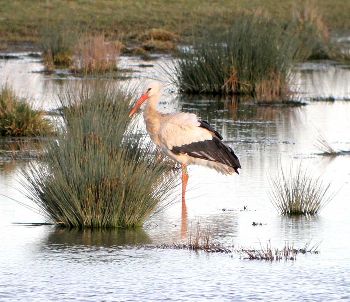 White Stork