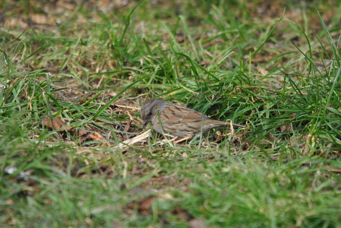 Dunnock