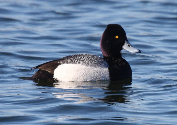 Lesser Scaup