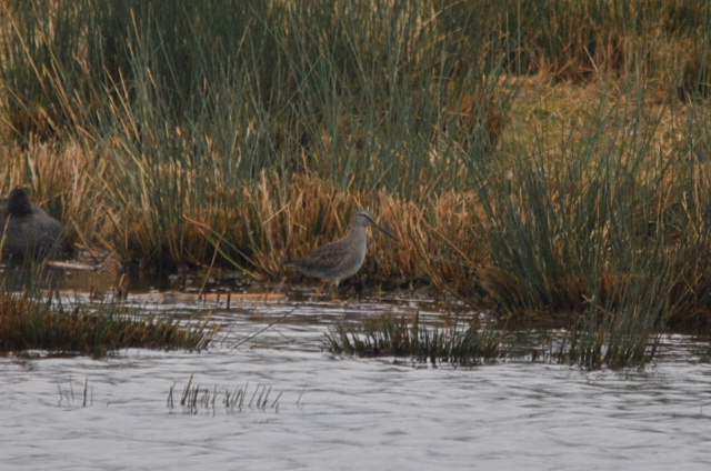 Long-billed Dowitcher