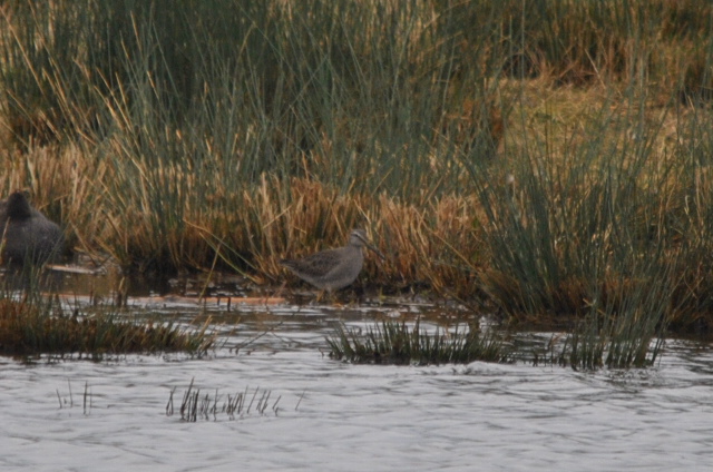Long-billed Dowitcher