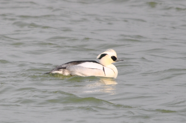 Smew