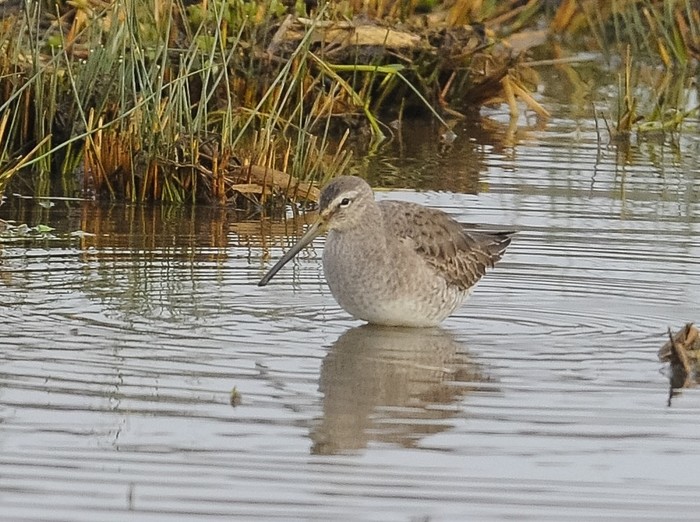 Long-billed Dowitcher