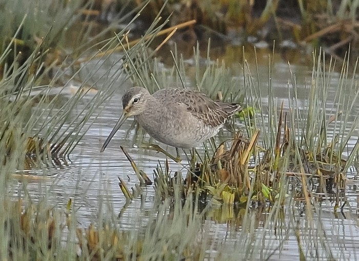 Long-billed Dowitcher