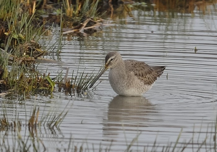 Long-billed Dowitcher