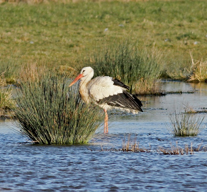 White Stork