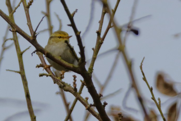Pallas's Warbler