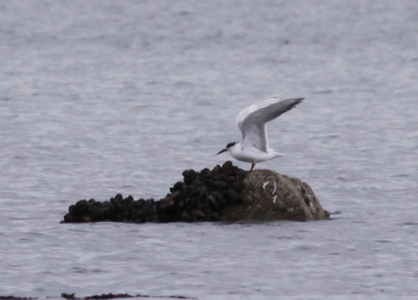 Forster's Tern