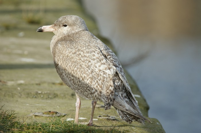 Glaucous Gull